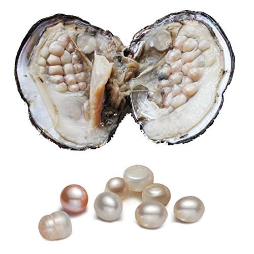 Auster mit Perle innen, Süßwasser-Zuchtperlen oval (5–7 mm, ca. 18 Perlen), Geschenke von COOCLE