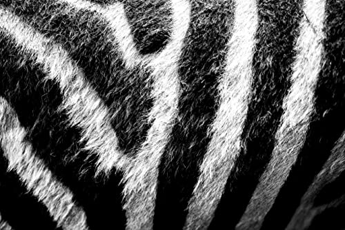 2000 Wildtiere Zebra Hochwertige Pappschachtel mit 2000 Teilen Puzzleteile-Design in wiederverschließbarem Beutel 70x100cm von znwrr