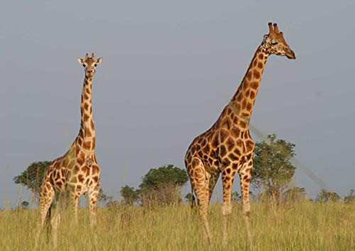 Natürliche Giraffe 1000 Teile in hochwertiger Pappschachtel Puzzleteile im wiederverschließbaren Beutel 26x38CM von znwrr