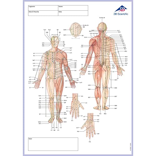 3B Scientific Akupunktur-Meridian-Notizblock, Italienisch, Maße: 30 cm x 21 cm 0,5 cm von 3B Scientific