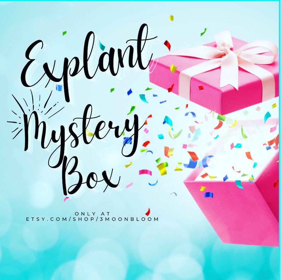 Explant Mystery Box, Bloom 3 Mondblüten, Bii Explant, Explant Geschenk, Explanting Gifts, Bii Geschenke von 3MoonBloom