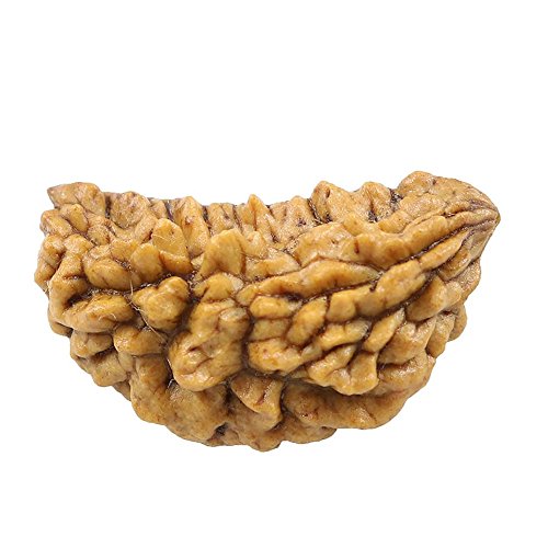 55Carat Nepali Rudraksha-Perle, 1 Mukhi, 1 Gesicht, natürlich, original, Rudraksh, lose Perle von 55Carat