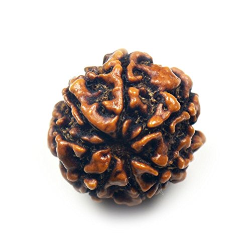 55Carat Nepali Rudraksha Perle 7 Mukhi 7 Gesicht Natur Original Rudraksh von 55Carat