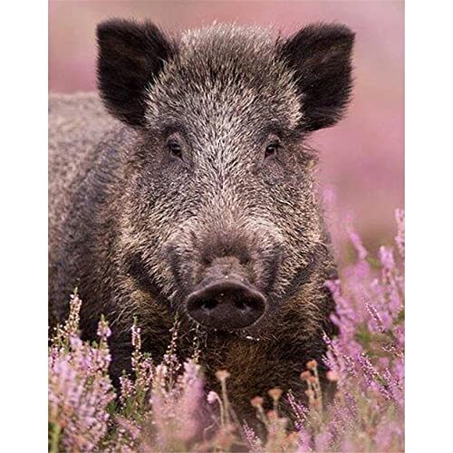 5D Diamond Painting Set Rosa Wildschwein DIY Diamant Painting Bilder Zubehör für Erwachsene Kinder Anfänger Wand Dekorationen Wohnzimmer Schlafzimmer Büro Bar, 50x70cm/20x28inch von AENL