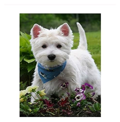 ALIEDA DIY 5D Diamond Painting Kit Für Erwachsene, Westie Hund Kristallstickerei Kreuzstich Handwerk Leinwand Wanddekoration (Size : 40x50cm) von ALIEDA