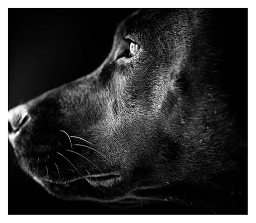 ALIEDA Diamond Painting Full Groß Mosaik Tiere Schwarze Labrador-Welpenseitennahaufnahme Runder Bohrer Angst Lindern Kreativität Entdecken(40x60cm) von ALIEDA