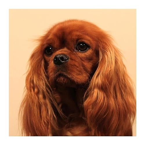 ALIEDA Diamond Painting Kits Cavalier King Charles Spaniel DIY 5D Full Drill Art Perfekt für Entspannung und Home Wall Decor (Size : 30x40cm) von ALIEDA