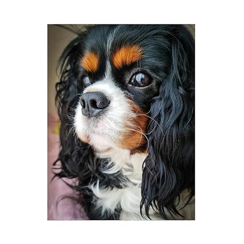 ALIEDA Diamond Painting Kits Cavalier King Charles Spaniel DIY 5D Full Drill Art Perfekt für Entspannung und Home Wall Decor (Size : 50x70cm) von ALIEDA