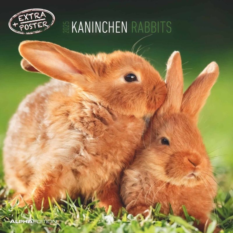 Alpha Edition - Kaninchen 2025 Broschürenkalender, 30X30cm, Wandkalender Mit Platz Für Notizen Und Termine, Motive Von Süßen Kaninchen, Monatsübersich von ALPHA