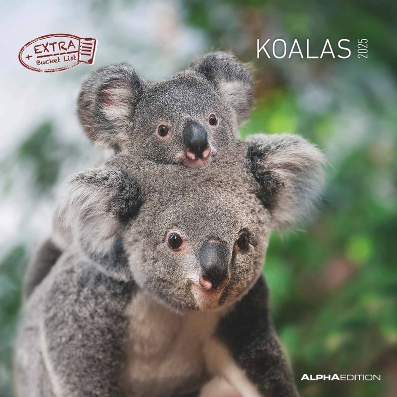 Alpha Edition - Koalas 2025 Broschürenkalender, 30X30cm, Wandkalender Mit Platz Für Notizen Und Termine, Motive Von Süßen Koalas, Monatsübersicht Und von ALPHA
