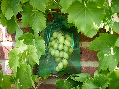 25 STK. Trauben-Schutzbeutel, Größe: 30x20 cm, mit Zugband, Zum Schutz vor Wespenfrass, Vögeln, Kirschessigfliege, anderen Insekten und Schnecken. Frucht-Schutzbeutel, Organzabeutel (dunkelgrün) von ANLAUFS-FRUCHTSCHUTZ24