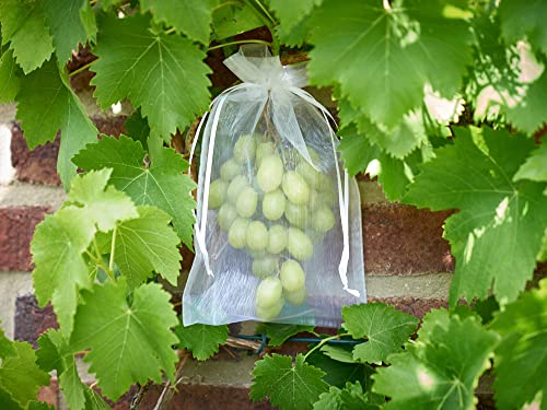 60 Trauben-Schutzbeutel, Größe: 23x15 cm, mit Zugband, Zum Schutz vor Wespenfrass, Vögeln, Schnecken, Kirschessigfliege und andere Insekten. Frucht-Schutzbeutel, Organzabeutel (Weiß) von ANLAUFS-FRUCHTSCHUTZ24