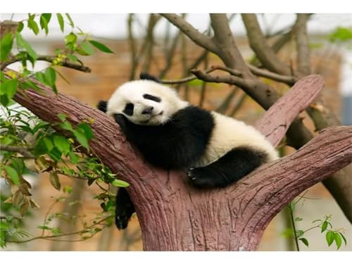 Tiere Panda Malen nach Zahlen für Erwachsene,DIY Acryl Aquarell Malen nach Zahlen für Kinder Anfänger,Malen Kunst Handwerk für Dekoration Kunst Wandbilder（DIY Frame）55x70cm von Aimaor