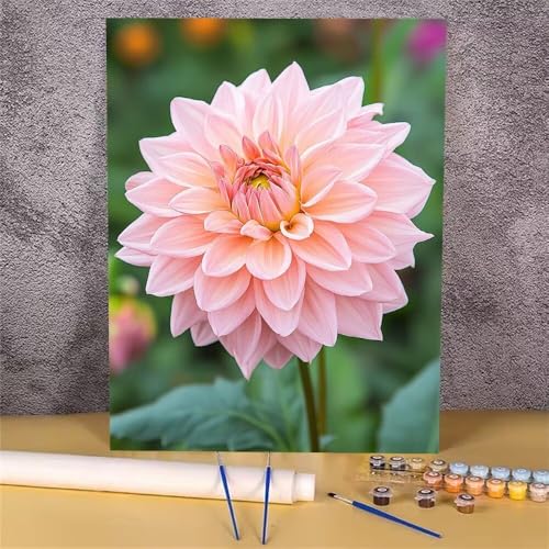 Malen Nach Zahlen Erwachsene Rosa,Malen Nach Zahlen Blume,DIY Handgemalt Ölgemälde Leinwand Kits für Anfänger,Mit Pinsels und Acrylfarbe Als Geschenkes und Heimdekoration,Ohne Rahmen 20x30 cm GH-589 von Alaoan