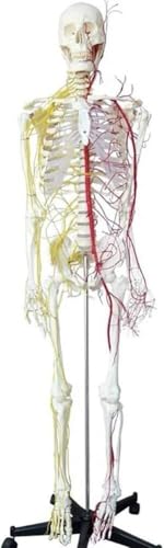 BAOLIQ Anatomisches Modell 170 cm Menschliches Skelett Anatomisches Modell Lebensgroßes menschliches anatomisches Modell Menschliches anatomisches Skelettmodell mit Nerven und Blutgefäßen von BAOLIQ