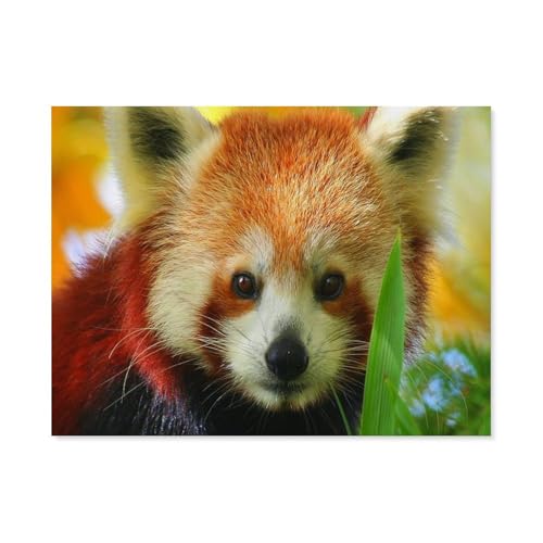 BEAYODKP Malen Nach Zahlen，Roter Panda Tier，Malen Nach Zahlen Erwachsene Anfänger Kinder DIY Ölgemälde auf Leinwand Geschenk Malen Nach Zahlen Kits（50x60cm） 19.6x23.6 pouces-D52 von BEAYODKP