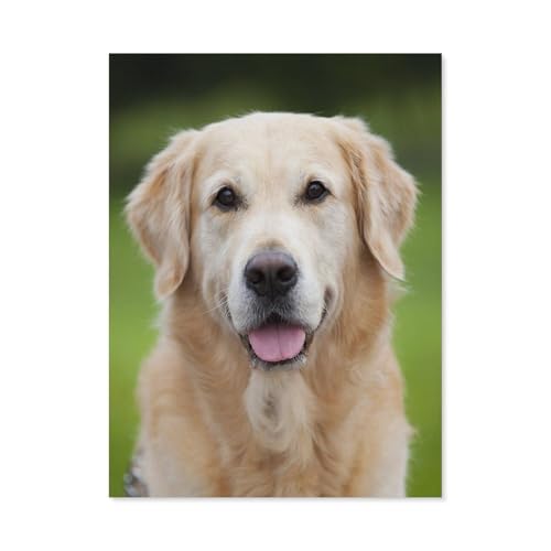 BEAYODKP Malen Nach Zahlen Kits，Golden Retriever Haustier Hund Tier，Malen Nach Zahlen Für Erwachsene Und Kinder DIY Ölgemälde Geschenk-Kits（50x60cm） 19.6x23.6 pouces-B69 von BEAYODKP