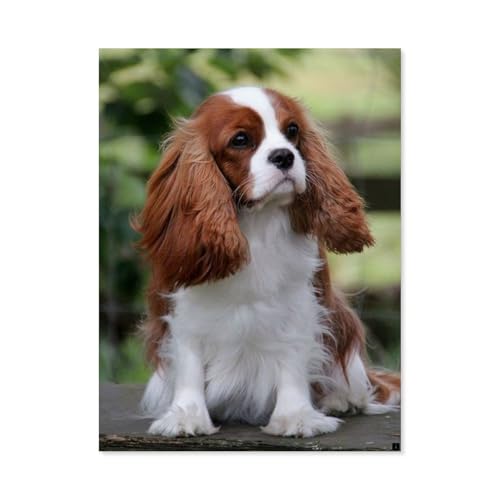 BEAYODKP Malen nach Zahlen，Hund Cavalier King Charles Spaniel，diy malen nach zahlen erwachsene landsch Mit Pinsel und Acrylfarbe Kits Theme Digital Home Wall Artwork（50x60cm） 19.6x23.6 pouces-I46 von BEAYODKP