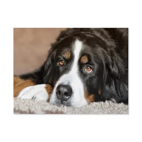 BEAYODKP Malen nach Zahlen Kits für Erwachsene und Kinder，Tier Berner Sennenhund，DIY Digitales Ölgemälde Geschenk-Kits Vorgedruckte Leinwand Kunst Dekoration（50x60cm） 19.6x23.6 pouces-B91 von BEAYODKP