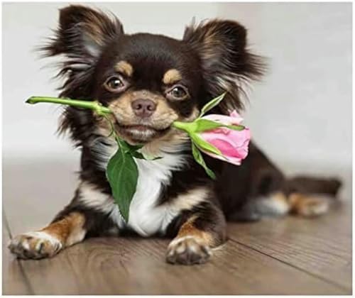 BUANJIAJU Kreuzstich-Set für Erwachsene, Chihuahua-Hund, Blume, 11-Karat-gestempeltes Stickerei-Starter-Set, fortgeschrittenes DIY-Anfänger-Stickset, perfekte Ornamente, DIY-Handstickset-40x50cm von BUANJIAJU