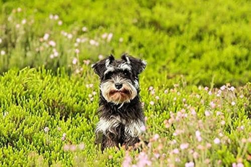 BUANJIAJU Kreuzstich-Set für Erwachsene, Schnauzer-Tier, 11-Karat-gestempeltes Stickerei-Starter-Set, fortgeschrittenes DIY-Anfänger-Stickset, perfekte Ornamente, DIY-Handstickset-40x50cm von BUANJIAJU