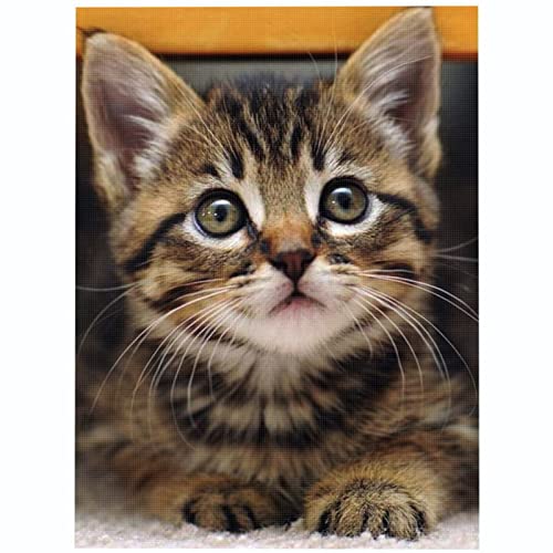 Bluehurric kreuzstich set Vorgedruckt erwachsene anfanger Tabby-Katze Stickpackungen Kreuzstich DIY Starter Stickbild Handwerk 11CT Geschenk Heimdekoration(16×20inch von Bluehurric