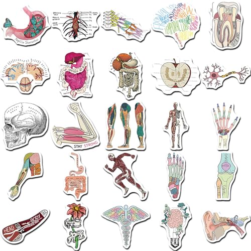 CALLYSONIC Laptop Sticker,Anatomy Stickers,Meme Sticker,50 Stück Cartoon Organ Anatomie Diagramm Aufkleber,Geeignet für Laptops, Teetassen, Tablets von CALLYSONIC