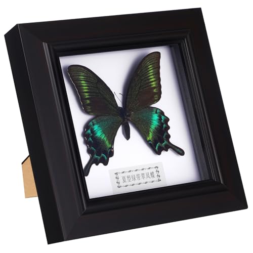 CANIGHT handgefertigtes Exemplar dekoration schlafzimmer deko für schlafzimmer schaufenster butterflies Schmetterlings-Kit Probenrahmen Bilderrahmen Rahmen für Schmetterlingsproben hölzern von CANIGHT