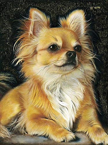 CASFSBLO Malen Nach Zahlen Erwachsene -Tiere Hunde Chihuahua- DIY Handgemalt Ölgemälde Kits auf Leinwand für Erwachsene Kinder Anfänger Home Haus Deko Geschenk(40 x 50cm Ohne Rahmen) von CASFSBLO