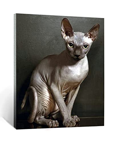 CHAHU DIY Malen nach Zahlen-Ölgemälde Geschenk für Erwachsene Kinder Sphynx-Katzen Malen Nach Zahlen Kits Wohnzimmer Schlafzimmer Wanddekoration 16 * 20inch(Rahmenlos) von CHAHU