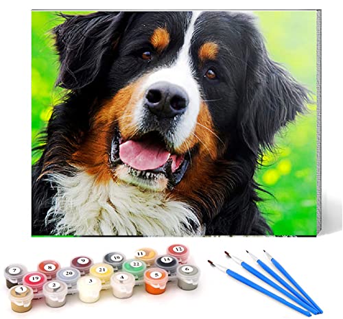 CHKNUJY Malen nach Zahlen berner sennenhund haustier hund tier Kits für Anfänger Erwachsene DIY Art Decor Handgemalte Malerei nach Zahlen Kreatives Geschenk Home Decoration 16x20 Zoll rahmenlos von CHKNUJY