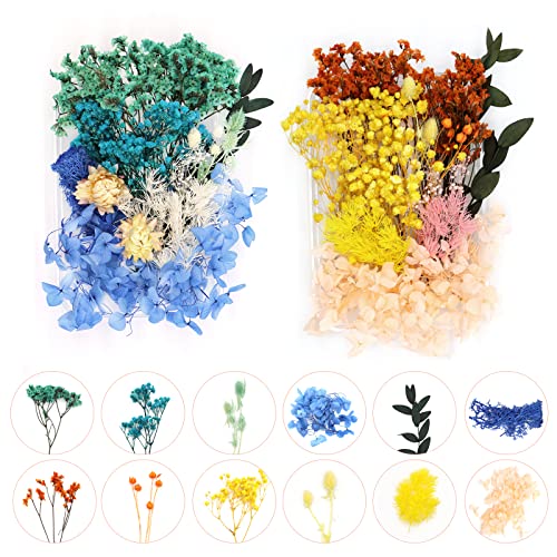 2 BoxenTrockenblumen Gepresste Blumen Gemischte Natürliche Getrocknete Blumen Blau Mini Trockenblumen Bunt für Epoxidharz Anzug für Basteln DIY-konservierte Blumen Scrapbooking Karten Machen Deko von CONNECTION