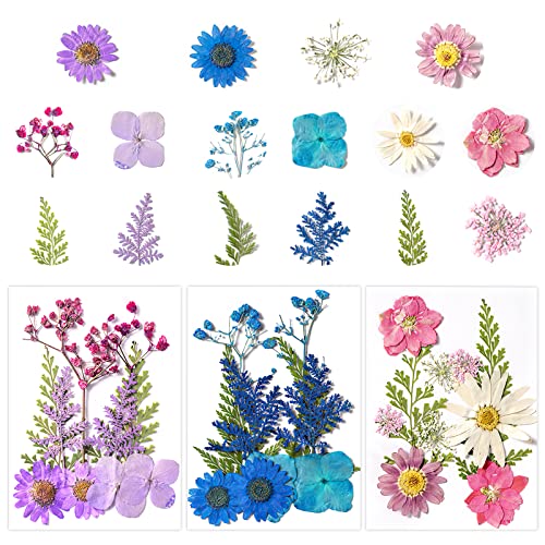 30 Stück Natürliche Getrocknete Blumen Blüten Gepresst Trockenblumen zum Basteln Getrocknete Blumen für Epoxidharz für Kunst Basteln DIY Nail Scrapbooking Karten Machen Trockenblumen Dekoration von CONNECTION