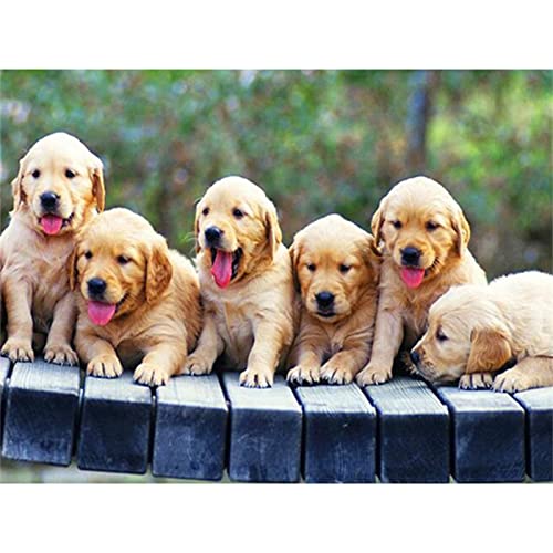 Diamond Painting Goldener Retriever Bilder 45x60cm 5D Diamont Painting Set, Diamant Painting Kinder Mädchen DIY Diamond Dots Crystal Art Malen Nach Zahlen Erwachsene für Aesthetic Room Decor Z-112 von CURTEK