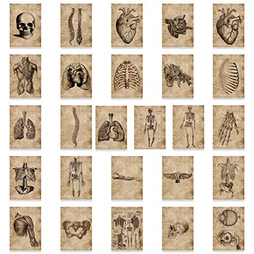 Casiler 56pcs Vintage Aufkleber Anatomie Und Physiologie Die Körperstruktur Aufkleber Skelettabziehbilder Raumdekoration Aufkleber von Casiler