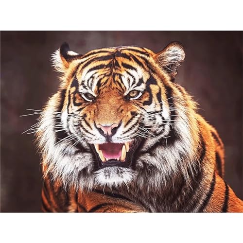 Clldy Diamond Painting erwachsene, DIY Diamond Painting Wütender Tiger 5D Diamant Painting Bilder Kinder, Full Round Diamant Kunst Malerei Stickerei Set Kreuzstich Bilder Home Wand Dekor 40x60cm A157 von Clldy