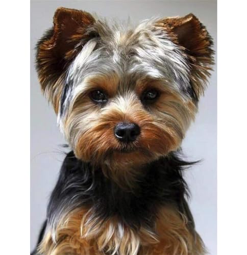 Diamond Painting Yorkshire Terrier, DIY 5D voller Round Diamant Painting Bilder Mosaikherstellung Cross Stickerei Malerei Kits Erwachsene Kinder für Geschenk Zuhause Wanddekoration 30x40cm A305 von Clldy