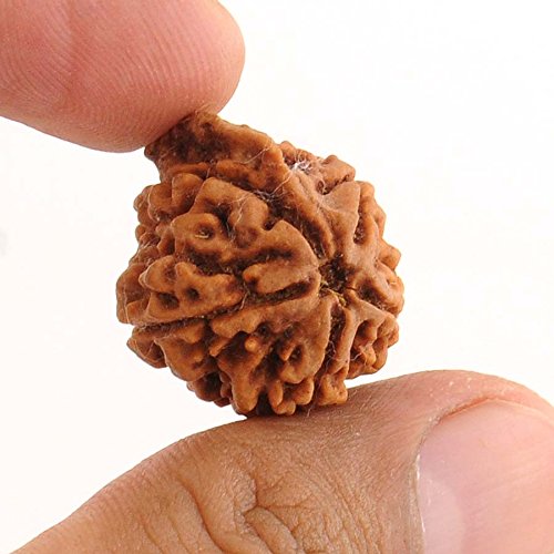 Original Ganesha Ji Nepali Rudraksha Perle Rudraksha trägt einen Stamm wie auf dem Gesicht von Ganesha zu sehen ist. von Craftslook