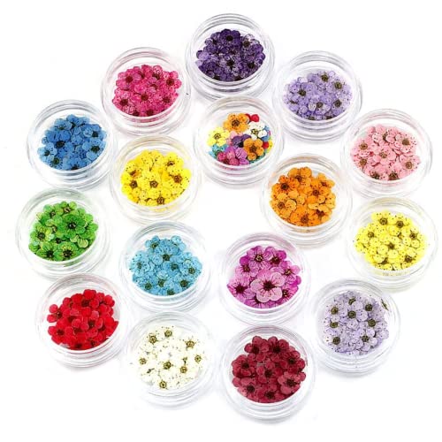 Csafyrt 16pcs getrocknete Blüten Nagelkunst Scheiben Mini Nature Blumen Sternformen Nagelaufkleber Harzzubehör für Nageldekoration DIY Handwerk von Csafyrt