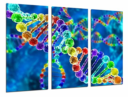 Fotoposter Biologie Wissenschaft Chromosom DNA Kette Farbe Gesamtgröße: 97 x 62 cm XXL von Cuadros Camara