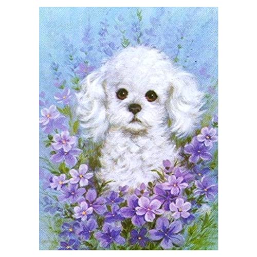 DCIDBEI 30 x 40 cm Diamond Painting Rund, 5D-Diamant-Malerei Tiere Set, Hund Malen NachZahlen Erwachsene Kinder, Kunstkristall, Wanddekoration für den Innenbereich, weißer Chihuahua von DCIDBEI