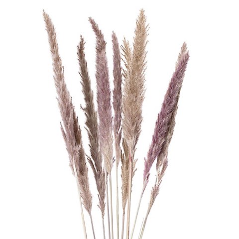 Pampas-Gras, natur, 50–60 cm, 10 Stück