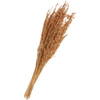 Trockenblumen "Oat Grass" - Braun von Othmar Decorations