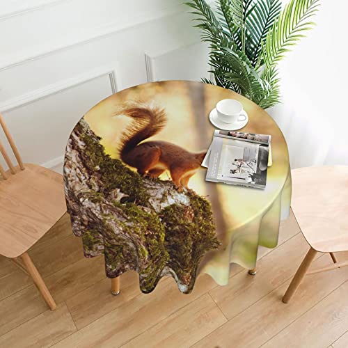 DNBCLEZK Lustige Eichhörnchen-Tischdecke, bedruckt, Polyester, staubdicht, schrumpffrei, Tischdecke für Essen, Dekoration, Tischdecke von DNBCLEZK