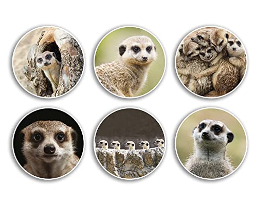 6 x 10 cm Erdmännchen Vinyl-Aufkleber – Tier bezaubernder Safari Zoo Kinder Scrapbooking Geschenk #79013 von DV DESIGN
