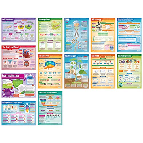 Daydream Education Biologie-Poster, Hochglanzpapier, 850 mm x 594 mm (A1), 13 Stück von Daydream Education