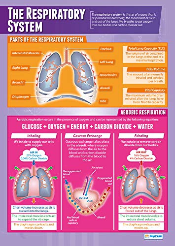 Daydream Education Lernposter „The Respiratory System“ für den Sportunterricht, Hochglanzpapier, 850 mm x 594 mm (A1) – in englischer Sprache von Daydream Education