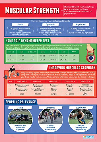 Daydream Education Lernposter „Muscular Strength“ (Muskelkraft) für den Sportunterricht und das Klassenzimmer, laminiertes Hochglanzpapier, 850 x 594 mm (A1), in englischer Sprache von Daydream Education