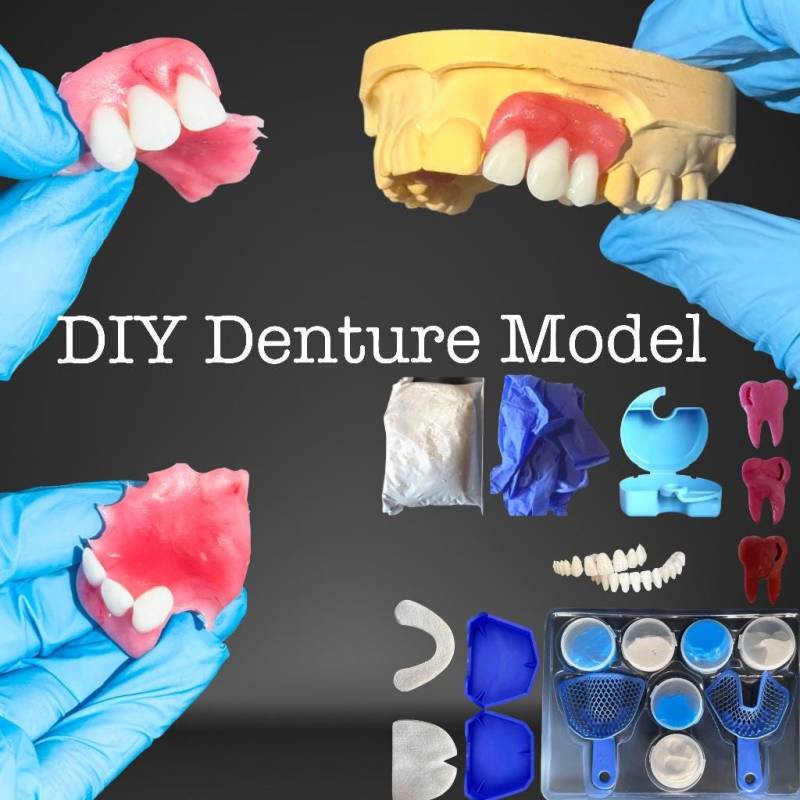 Craft Your Model, Learn Model, Dental Fix Kit, Diy Denture Show Model Prothesis Zahnprothese Zahnersatz Schaumodell von DentalMental