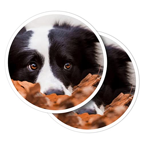 Vinyl-Aufkleber, rund, 10 cm, Border Collie, Herbstblätter, Hundewelpen, für Laptops, Tablets, Gepäck, Scrapbooking, Kühlschränke #50353 von Destination Vinyl Ltd